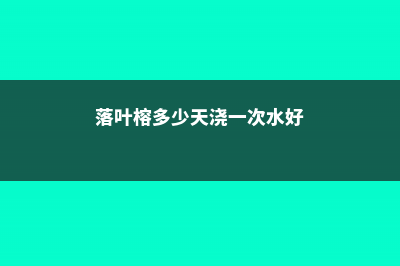 落叶榕多少天浇水一次 (落叶榕多少天浇一次水好)