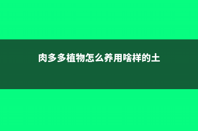 肉多多的多肉植物怎么繁殖 (肉多多植物怎么养用啥样的土)