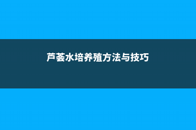 芦荟可以水培养吗 (芦荟水培养殖方法与技巧)