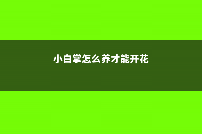 小白掌怎么养 (小白掌怎么养才能开花)