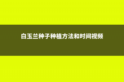 白玉兰种子种植方法 (白玉兰种子种植方法和时间视频)