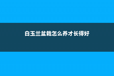 白玉兰盆栽怎么养护 (白玉兰盆栽怎么养才长得好)