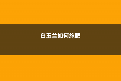 白玉兰怎么施肥 (白玉兰如何施肥)