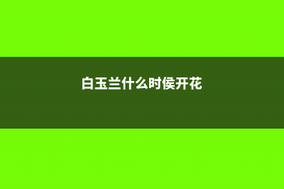 白玉兰什么时侯移栽 (白玉兰什么时侯开花)