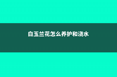 白玉兰花怎么养殖 (白玉兰花怎么养护和浇水)