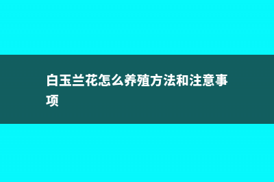 白玉兰花怎么养 (白玉兰花怎么养殖方法和注意事项)