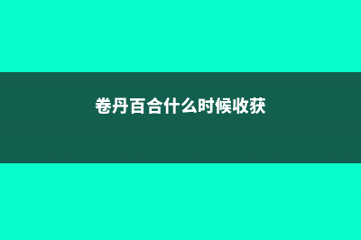 卷丹百合的养殖方法 (卷丹百合什么时候收获)