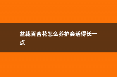 小盆栽百合花怎么养 (盆栽百合花怎么养护会活得长一点)