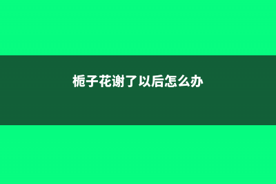 栀子花凋谢后怎么修剪 (栀子花谢了以后怎么办)