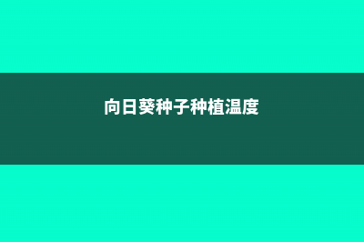 向日葵种子种植哪一头朝下 (向日葵种子种植温度)