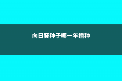 向日葵种子哪一头朝下 (向日葵种子哪一年播种)