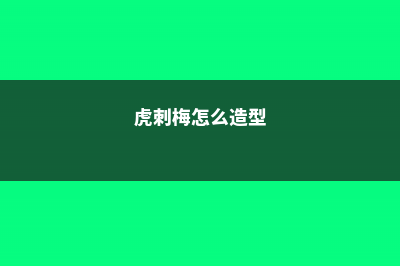 小基督虎刺梅怎么养 (虎刺梅怎么造型)