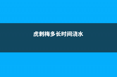 虎刺梅浇水过多怎么办 (虎刺梅多长时间浇水)