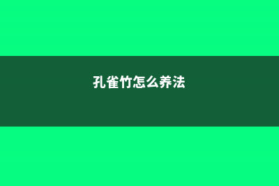 孔雀球怎么度夏 (孔雀竹怎么养法)