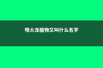 喷火龙播种方法 (喷火龙植物又叫什么名字)