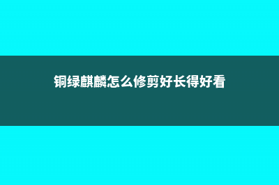 铜绿麒麟用什么土 (铜绿麒麟怎么修剪好长得好看)