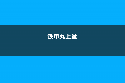 铁甲球浇水方法 (铁甲丸上盆)