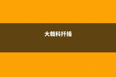 大戟阁锦修剪方法 (大戟科扦插)