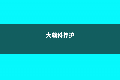 大戟阁锦浇水要浇透吗 (大戟科养护)