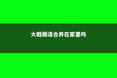 大戟阁锦几天浇一次 (大戟阁适合养在家里吗)