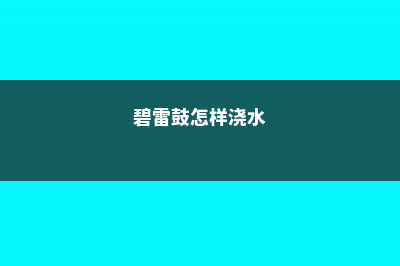 碧雷鼓浇水要浇透吗 (碧雷鼓怎样浇水)