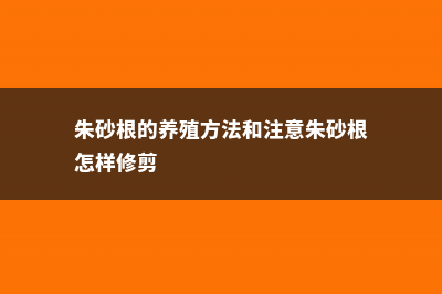 朱砂根的养殖方法 (朱砂根的养殖方法和注意朱砂根怎样修剪)