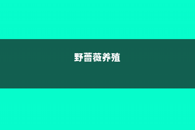 怎么养野蔷薇 (野蔷薇养殖)