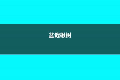 楸树的养殖方法 (盆栽楸树)