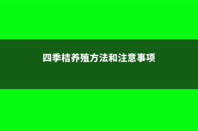 四季桔怎么养 (四季桔养殖方法和注意事项)