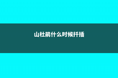 山育杜鹃的养殖方法 (山杜鹃什么时候扦插)