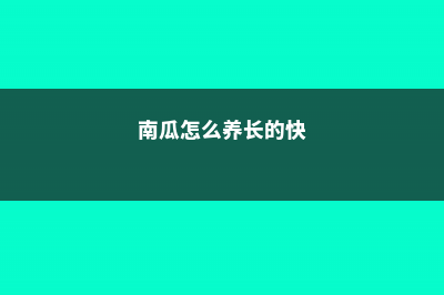 南瓜怎么养长的好 (南瓜怎么养长的快)