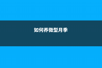 微型月季的养殖方法 (如何养微型月季)