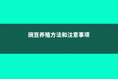 豌豆怎么养 (豌豆养殖方法和注意事项)