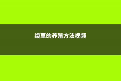 绶草的养殖方法 (绶草的养殖方法视频)