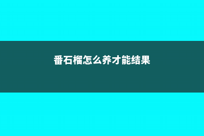 番石榴怎么养 (番石榴怎么养才能结果)