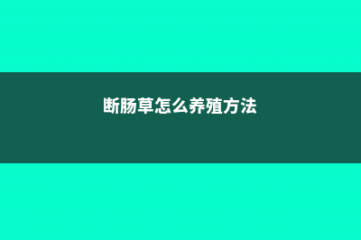 断肠草怎么养 (断肠草怎么养殖方法)