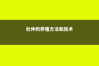 杜仲的养殖方法 (杜仲的养殖方法和技术)