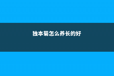 独本菊怎么养长的好 (独本菊怎么养长的好)