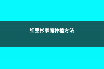 红豆杉家庭种植方法 (红豆杉家庭种植方法)