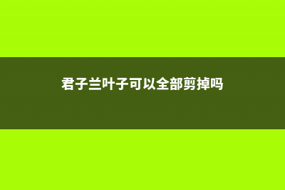 君子兰叶子可以剪掉吗 (君子兰叶子可以全部剪掉吗)