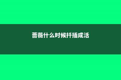 蔷薇什么时候扦插 (蔷薇什么时候扦插成活)