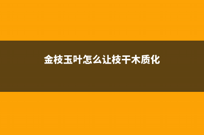 金枝玉叶怎么让主干粗 (金枝玉叶怎么让枝干木质化)