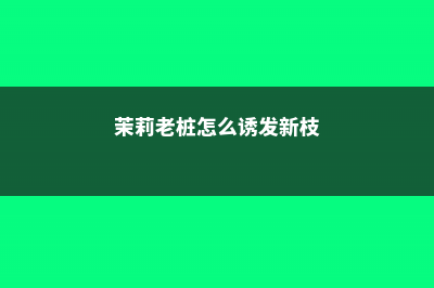 茉莉老桩如何催发新枝 (茉莉老桩怎么诱发新枝)