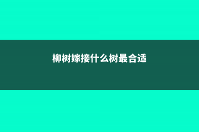 柳树嫁接月季的方法 (柳树嫁接什么树最合适)