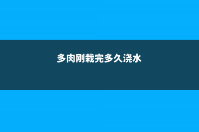 多肉刚栽下去要浇水嘛 (多肉刚栽完多久浇水)