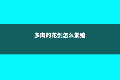 多肉的花剑要不要剪掉 (多肉的花剑怎么繁殖)