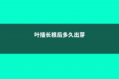 叶插刚出根要埋起来吗 (叶插长根后多久出芽)