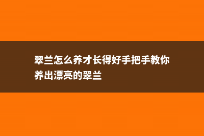 翠兰怎么养 (翠兰怎么养才长得好手把手教你养出漂亮的翠兰)