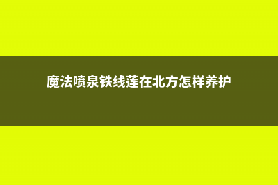 魔法喷泉铁线莲怎么剪 (魔法喷泉铁线莲在北方怎样养护)