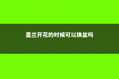 墨兰花期可以换盆吗 (墨兰开花的时候可以换盆吗)